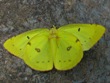 Colias philodice (dead specimen)