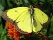 Colias philodice (dead specimen)