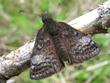 Erynnis icelus