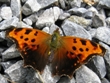 Polygonia comma