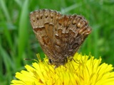 Callophrys niphon