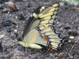 Papilio cresphontes