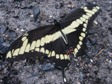 Papilio cresphontes