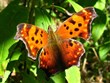 Polygonia progne