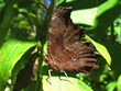 Polygonia progne