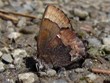 Callophrys henrici