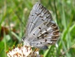 Celastrina lucia