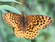 Boloria bellona