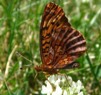 Boloria bellona