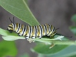 Danaus plexippus