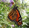 Danaus plexippus