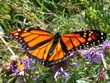 Danaus plexippus