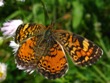 Phyciodes cocyta