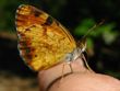 Phyciodes cocyta