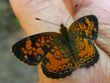 Phyciodes cocyta