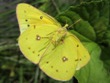 Colias eurytheme (dead specimen)