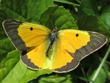 Colias eurytheme (dead specimen)