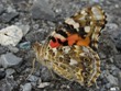 Vanessa cardui