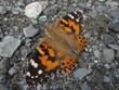 Vanessa cardui