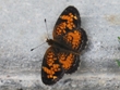 Phyciodes tharos