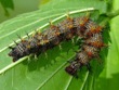 Polygonia interrogationis