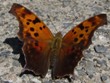 Polygonia interrogationis