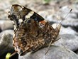 Vanessa atalanta rubria