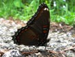 Limenitis arthemis astyanax