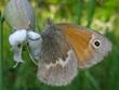 Coenonympha tullia