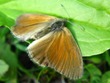 Coenonympha tullia (dead specimen)