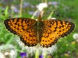 Boloria selene