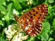 Boloria selene