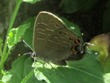 Satyrium liparops