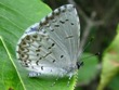 Celastrina neglecta