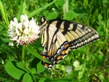 Papilio canadensis
