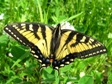 Papilio canadensis