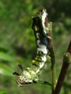 Limenitis archippus