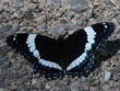 Limenitis arthemis arthemis