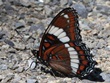 Limenitis arthemis arthemis