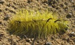 Acronicta lepusculina