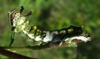 Limenitis archippus