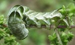 Melanchra adjuncta