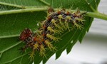 Polygonia interrogationis