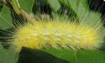 Spilosoma virginica