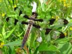 Libellula pulchella