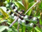 Libellula pulchella