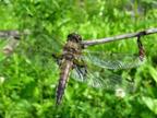 Libellula quadrimaculata