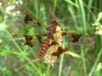 Perithemis tenera