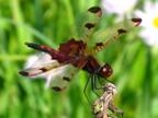 Celithemis elisa