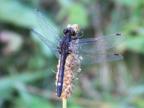 Perithemis tenera